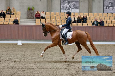 Blue Hors
dressage
Keywords: helena b hansen;lindegaards donkey dancer