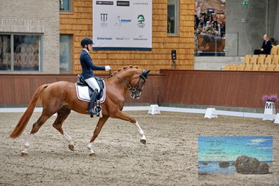 Blue Hors
dressage
Keywords: helena b hansen;lindegaards donkey dancer