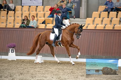 Blue Hors
dressage
Keywords: helena b hansen;lindegaards donkey dancer