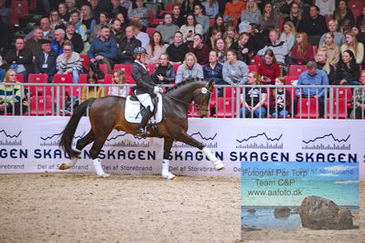 Hingstekåring - Kåring af ældre hingste
