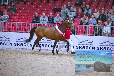 Hingstekåring - Kåring af ældre hingste
Keywords: svalegaards hot driver