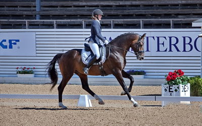 Folksam Open dressyr 5 åriga hästar
Keywords: pt;trude k hestengen;svalegaards hpt boy